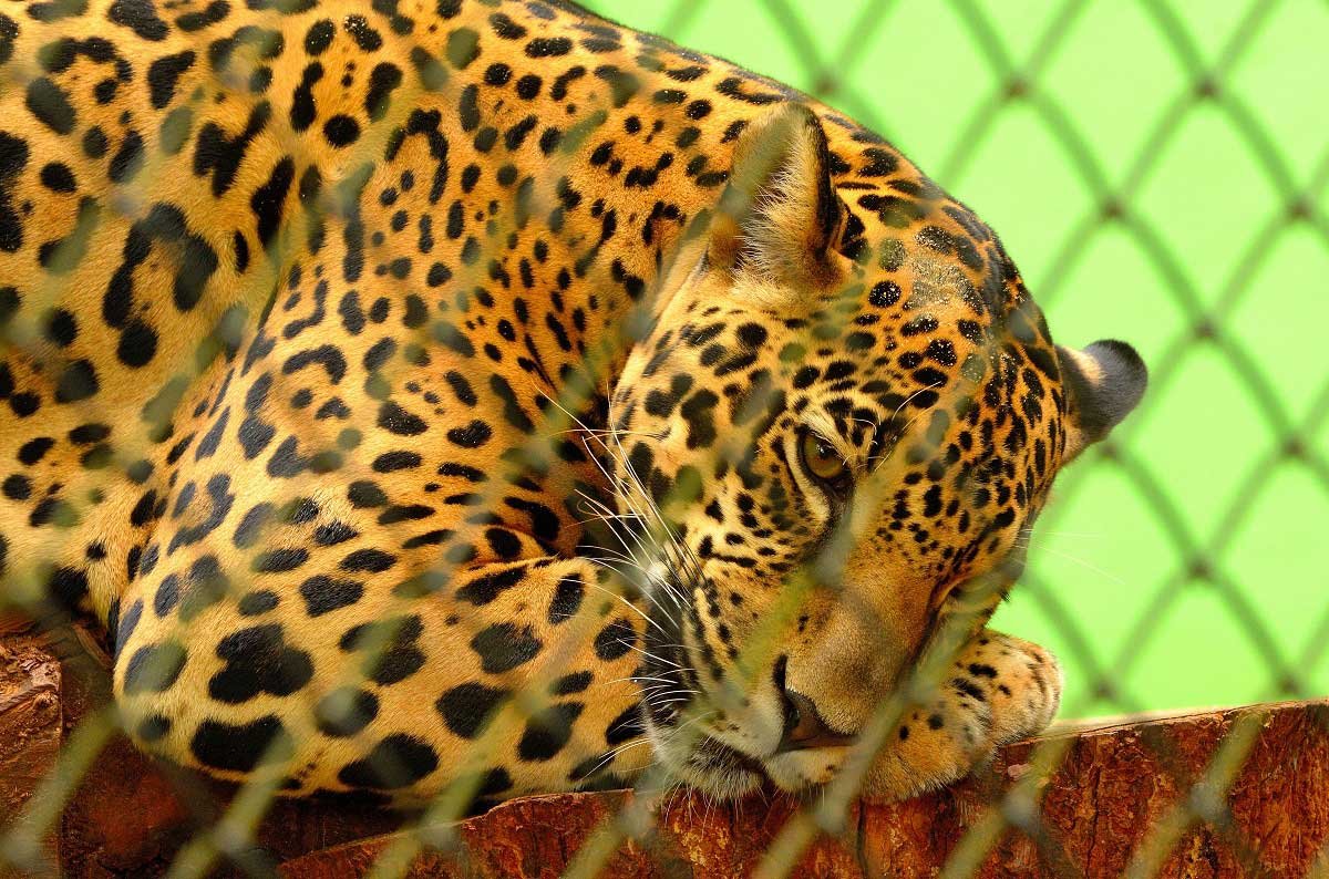 mountain-leopard guldar